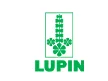 Lupin
