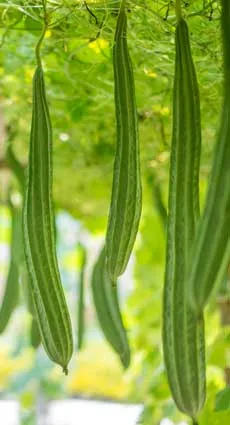 Ridgegourd view 2