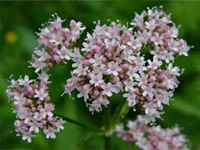 VALERIAN EXTRACT (Valeriana offcinalis)