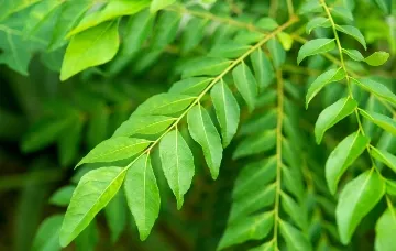 Curry Leaf