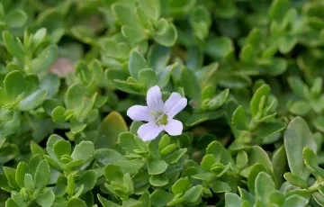 Brahmi Extract