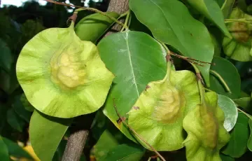 Pterocarpus Marsupium Extract