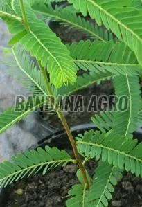 Amla Plant