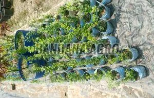 Kodbel Apple Plant