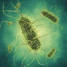 AZOTOBACTER