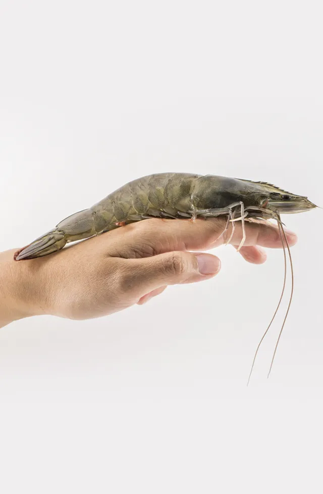 Aquaculture