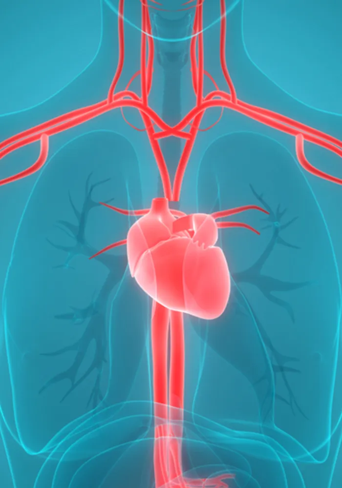Cardio Vascular or Circulatory System