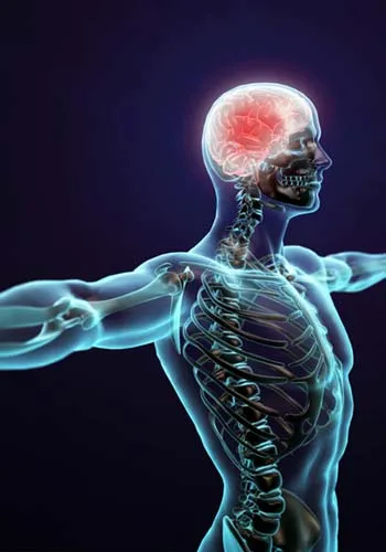 Central Nervous System