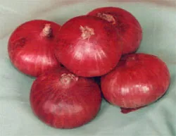 Fresh Onions / Raw Onions