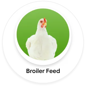 Broiler Feed
