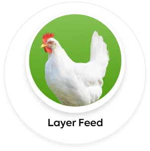 Layer Feed