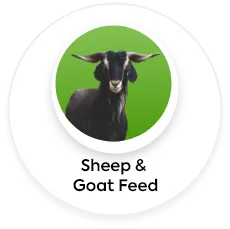 Sheep & Goat Feed