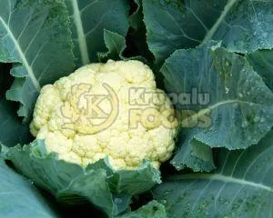 Fresh Cauliflowers