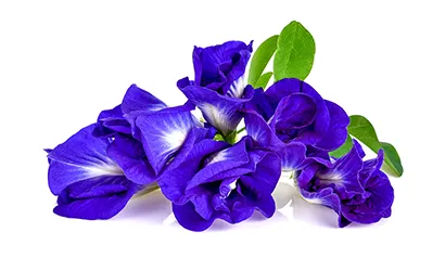 Butterfly blue pea