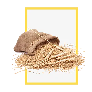 Millet Malt Grain
