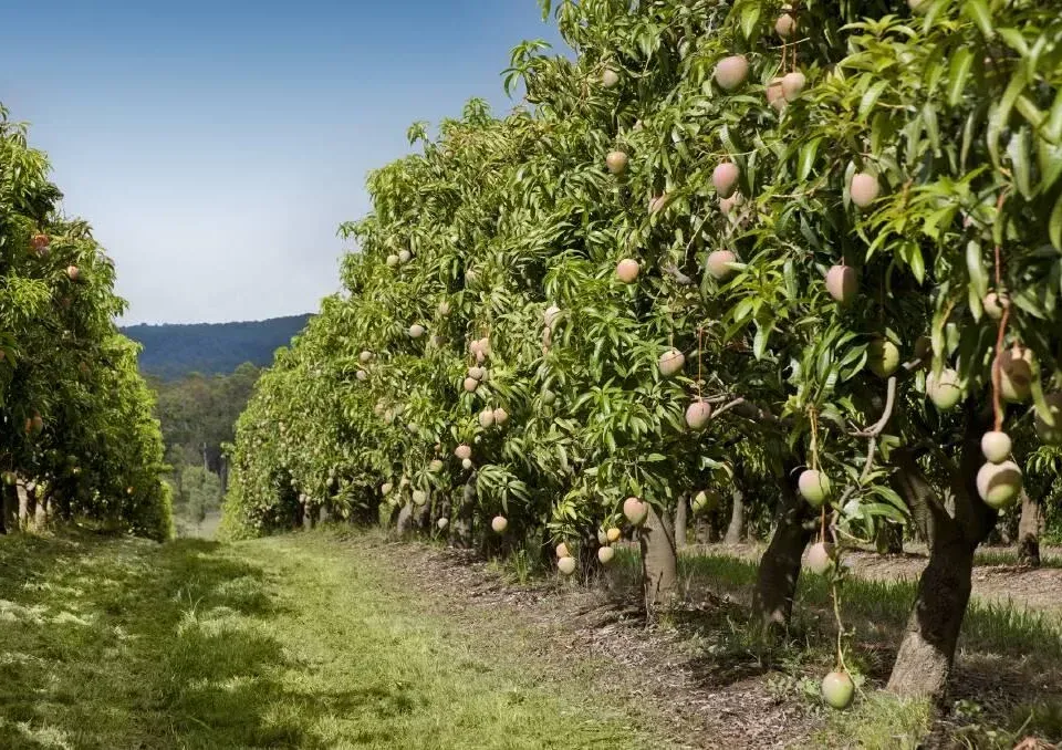 Automatic irrigation system for mango and coconut farm