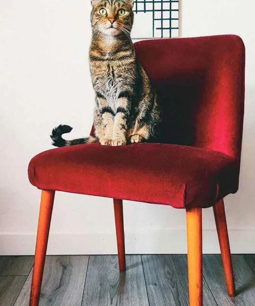 Bright Velvet