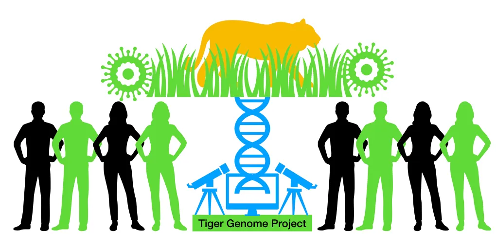 High coverage genome sequencing and identification of genomic variants in Bengal tiger (Panthera tigris tigris)