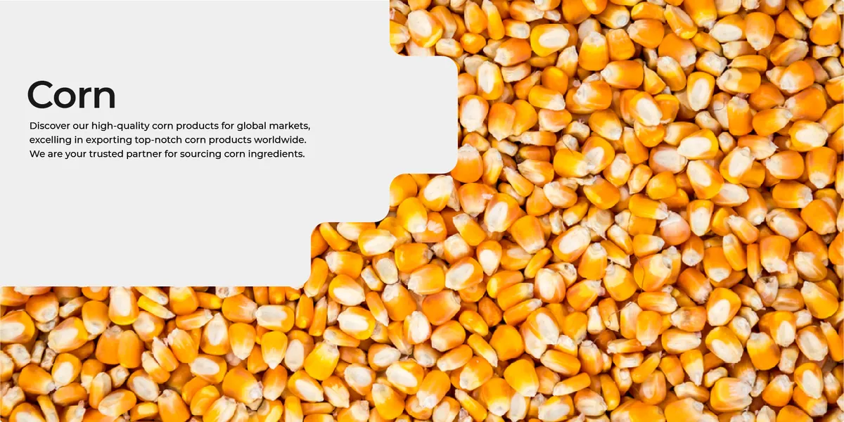 Maize Chunni view 3
