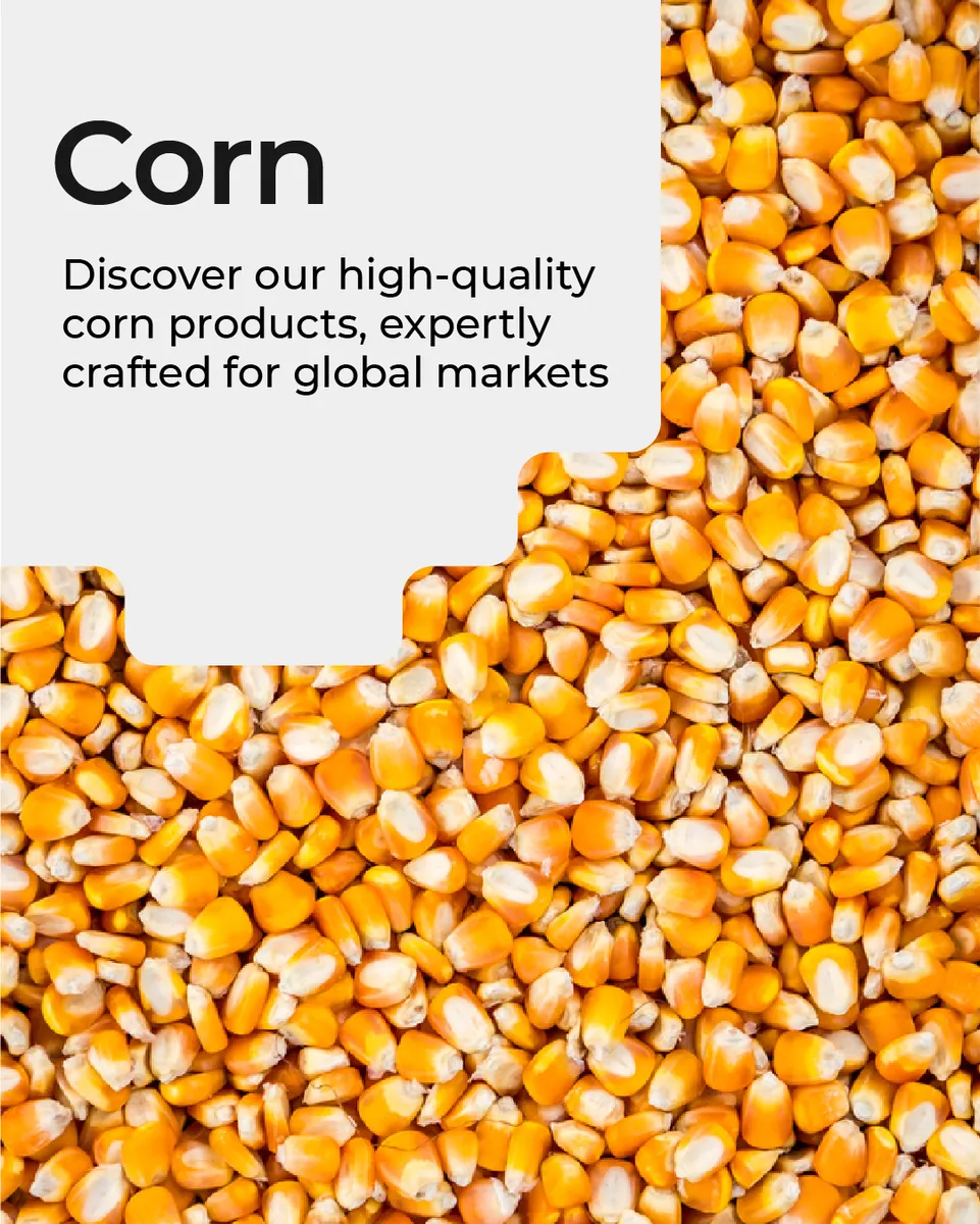 Maize Chunni view 7