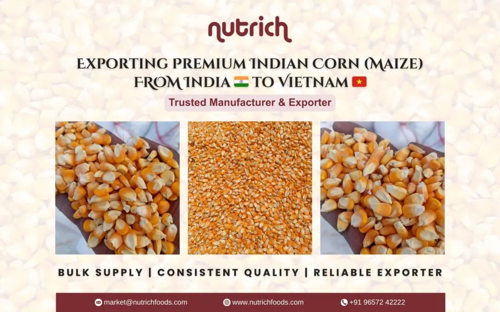 Indian Corn (Maize)