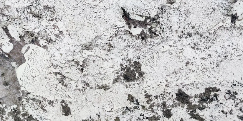 Alaska White