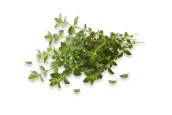 Oreganum Oleoresin