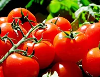 TOMATO