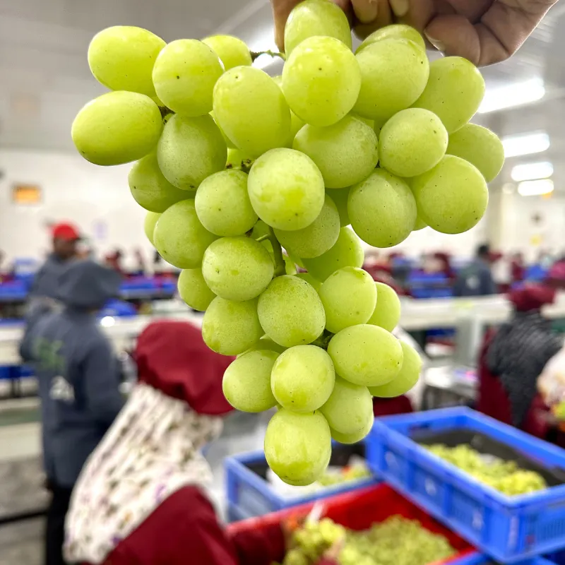 Thompson Seedless Grapes