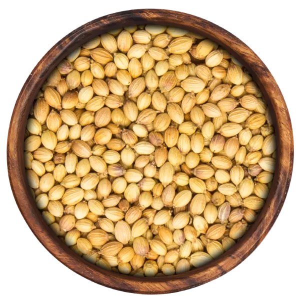 Coriander