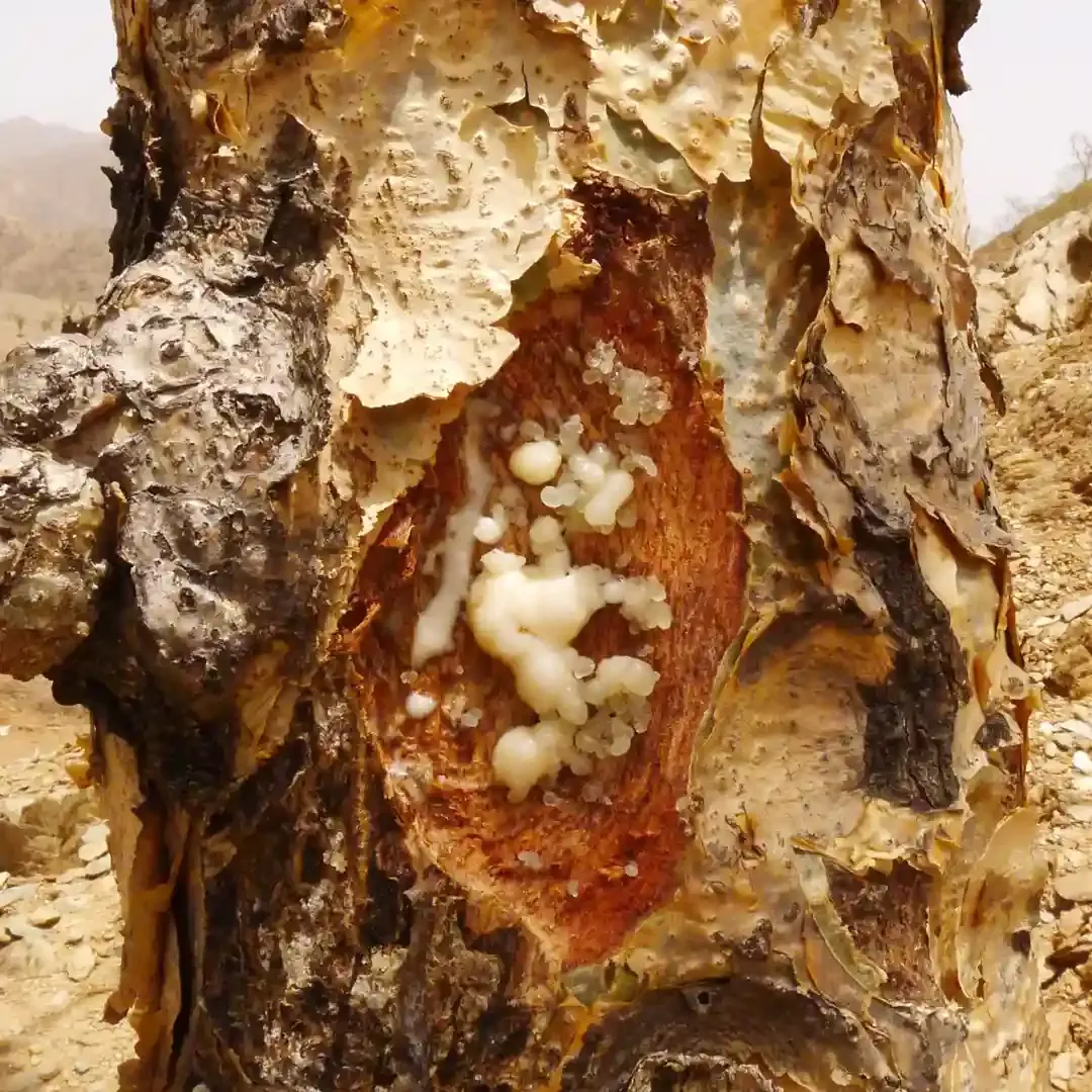 Boswellia Serrata Powder 70%