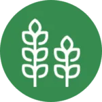 Hybrid Bajra