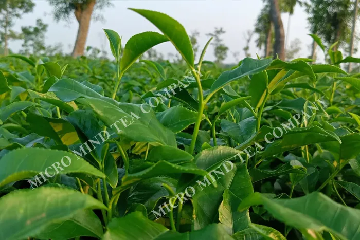 Assam & Darjeeling Tea view 3