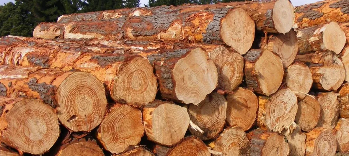 Australian pine Logs
